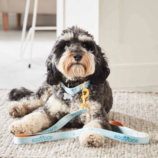 Disney Nouveaux Produits Collier Et Laisse Pour Chien Mickey – Image 2